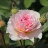 Englische Rose 'James Galway'