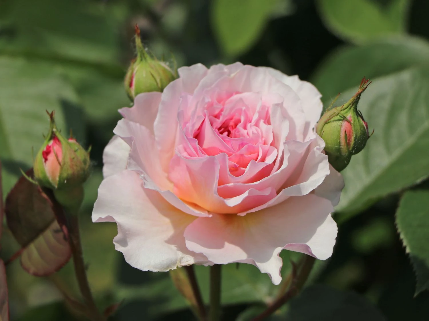 Englische Rose 'James Galway' 1 Englische Rose 'James Galway'