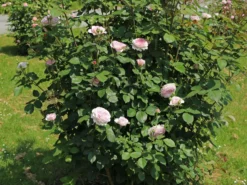 Englische Rose 'James Galway' 15 Englische Rose 'James Galway' -Deutschland Garten Funk Verkaufs-Shop englische rose james galway m009412 w 0