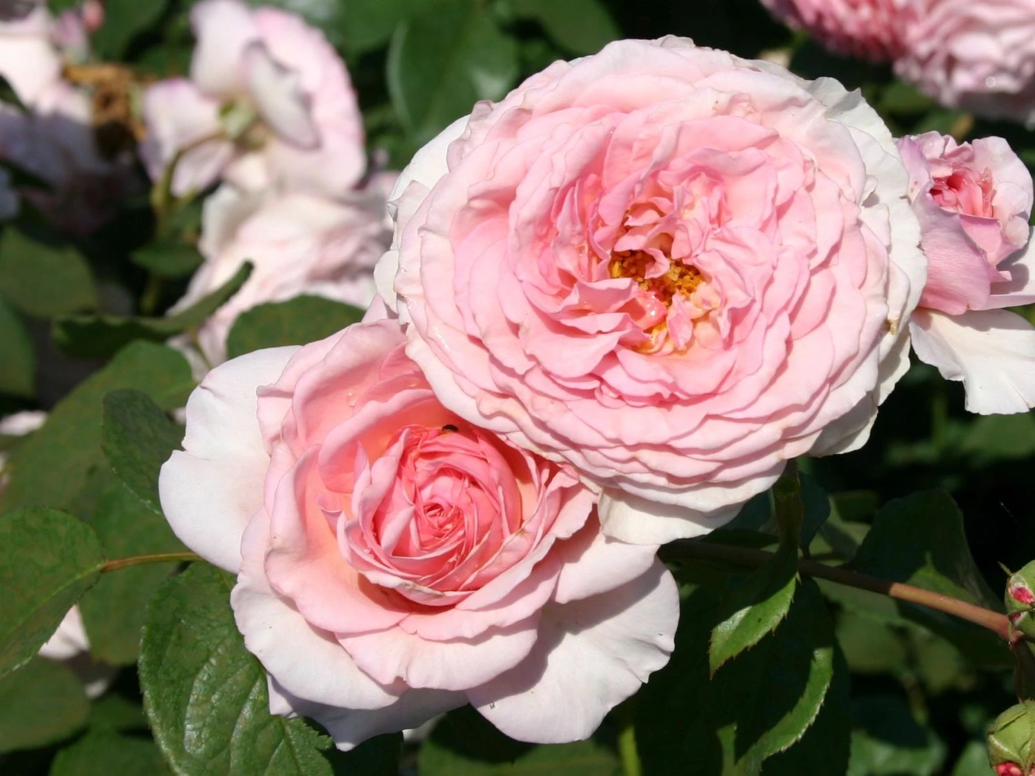 Englische Rose 'James Galway' 7 Englische Rose 'James Galway' – Bild 7