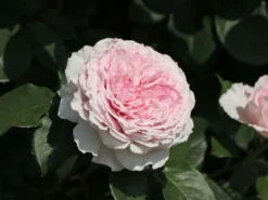 Englische Rose 'James Galway' 16 Englische Rose 'James Galway' -Deutschland Garten Funk Verkaufs-Shop englische rose james galway m009412 w 2