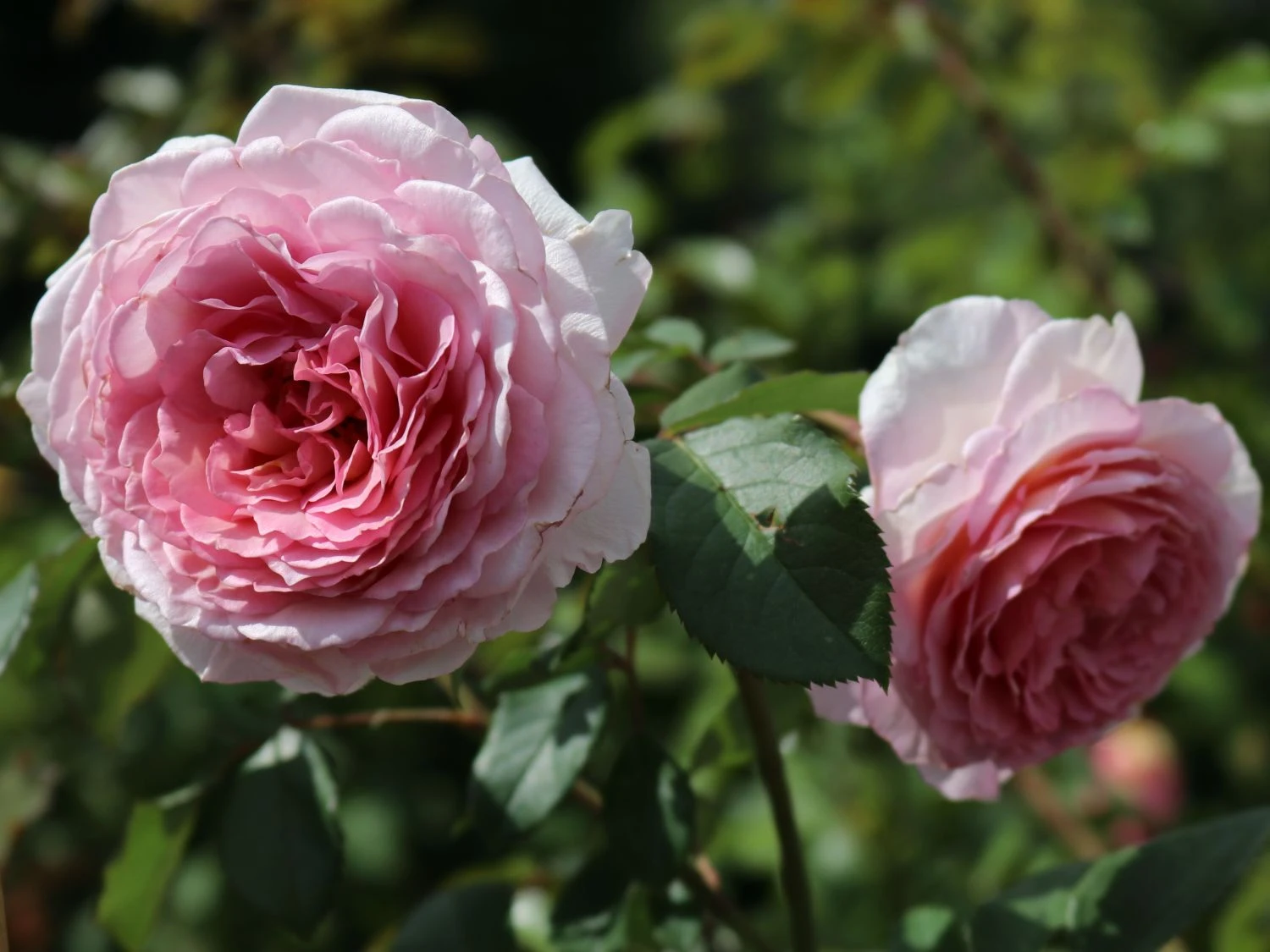 Englische Rose 'James Galway' 3 Englische Rose 'James Galway' – Bild 3