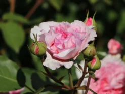 Englische Rose 'James Galway' 14 Englische Rose 'James Galway' -Deutschland Garten Funk Verkaufs-Shop englische rose james galway m009412 w 4