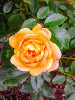 Englische Rose 'Lady Of Shalott' 33 Englische Rose 'Lady Of Shalott' -Deutschland Garten Funk Verkaufs-Shop englische rose lady of shalott m059554 1010423 0