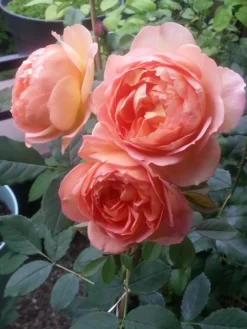 Englische Rose 'Lady Of Shalott' 34 Englische Rose 'Lady Of Shalott' -Deutschland Garten Funk Verkaufs-Shop englische rose lady of shalott m059554 193676 0