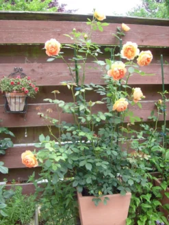 Englische Rose 'Lady Of Shalott' 38 Englische Rose 'Lady Of Shalott' -Deutschland Garten Funk Verkaufs-Shop englische rose lady of shalott m059554 339172 0