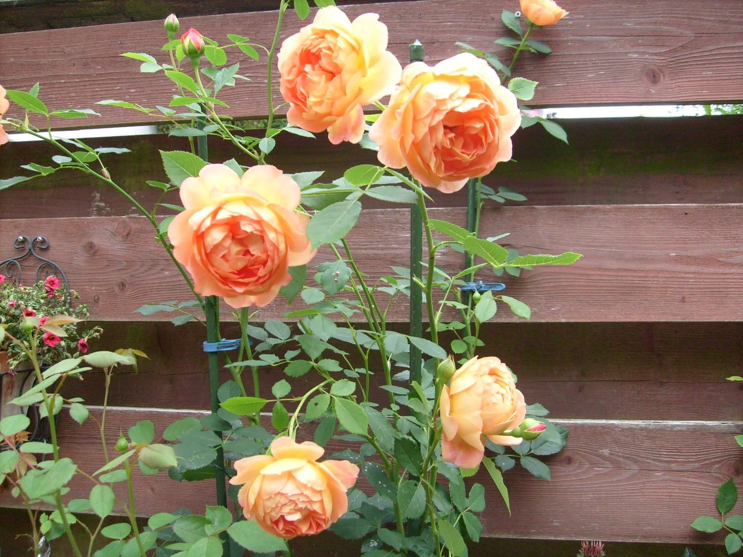 Englische Rose 'Lady Of Shalott' 18 Englische Rose 'Lady Of Shalott' – Bild 18