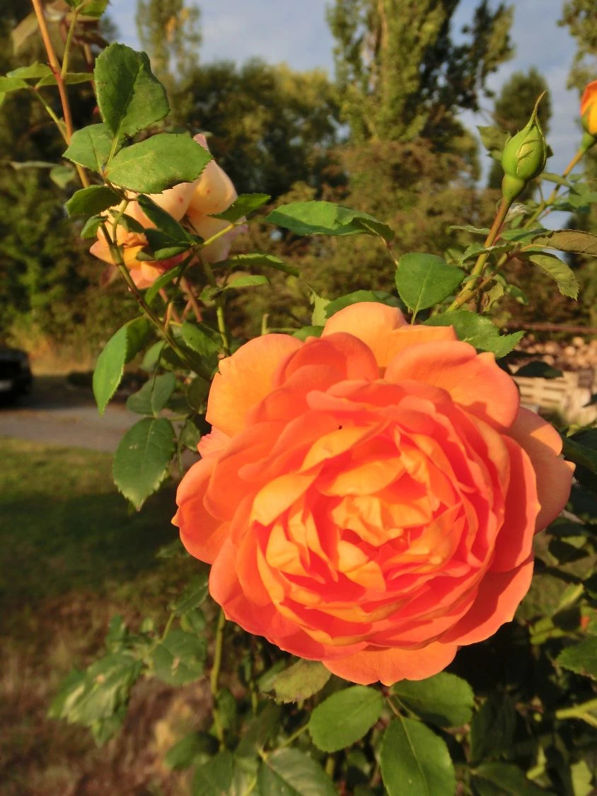 Englische Rose 'Lady Of Shalott' 20 Englische Rose 'Lady Of Shalott' – Bild 20