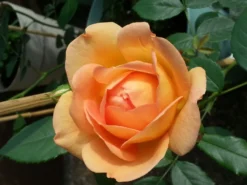 Englische Rose 'Lady Of Shalott' 35 Englische Rose 'Lady Of Shalott' -Deutschland Garten Funk Verkaufs-Shop englische rose lady of shalott m059554 464010 0