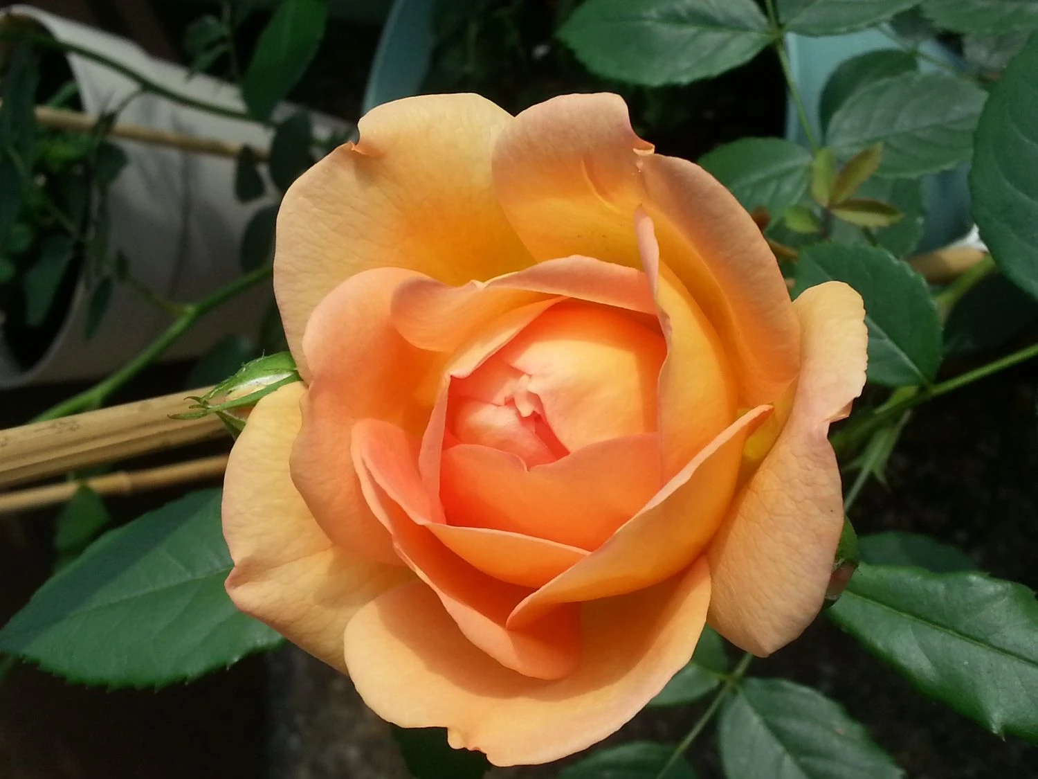 Englische Rose 'Lady Of Shalott' 16 Englische Rose 'Lady Of Shalott' – Bild 16