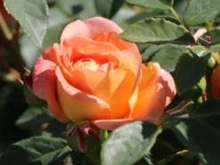 Englische Rose 'Lady Of Shalott' 24 Englische Rose 'Lady Of Shalott' -Deutschland Garten Funk Verkaufs-Shop englische rose lady of shalott m059554 w 0