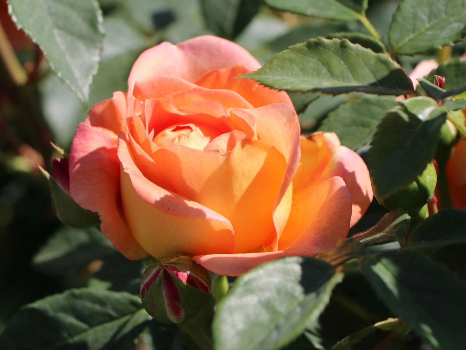 Englische Rose 'Lady Of Shalott' 5 Englische Rose 'Lady Of Shalott' – Bild 5