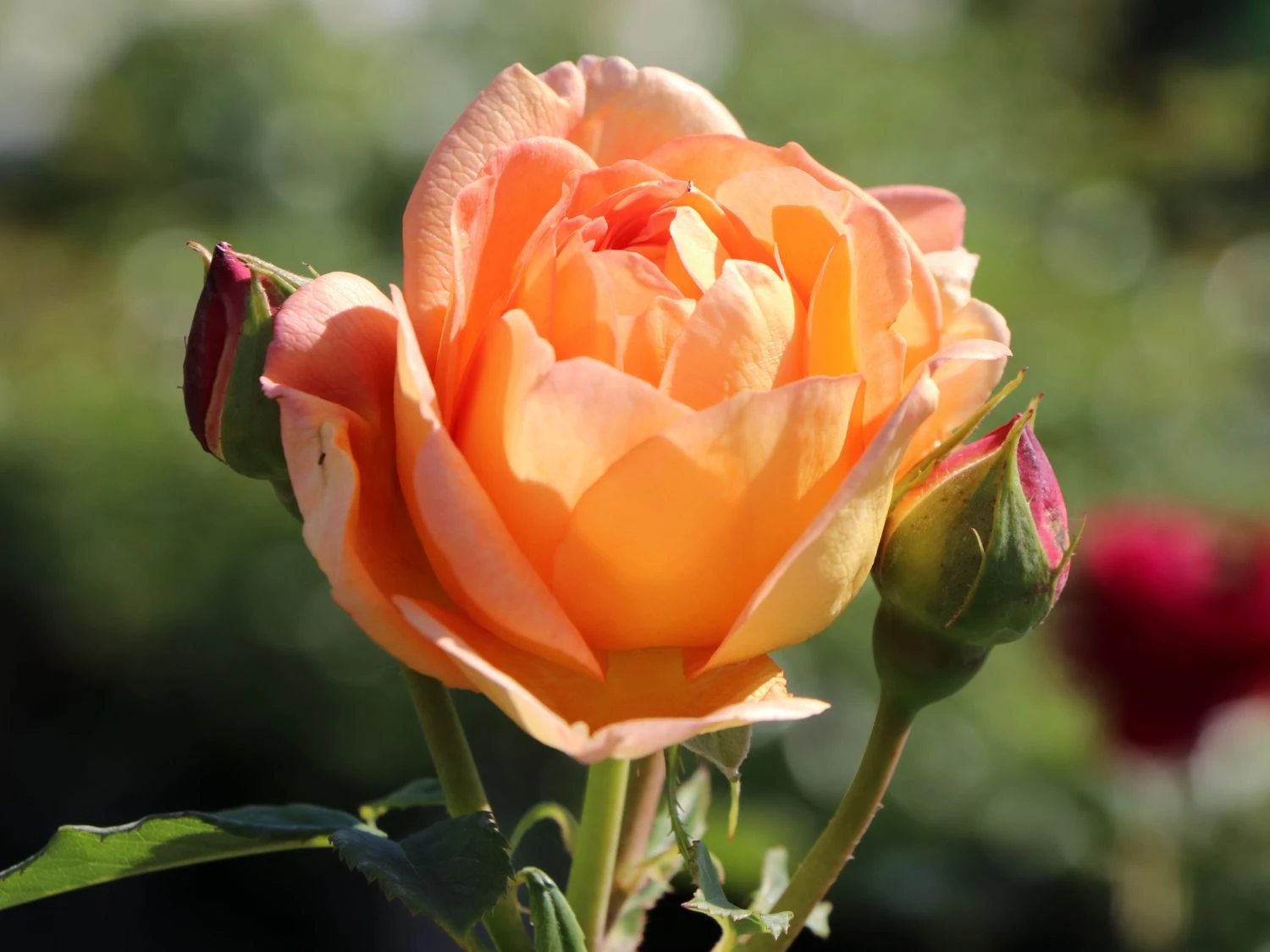 Englische Rose 'Lady Of Shalott' 12 Englische Rose 'Lady Of Shalott' – Bild 12