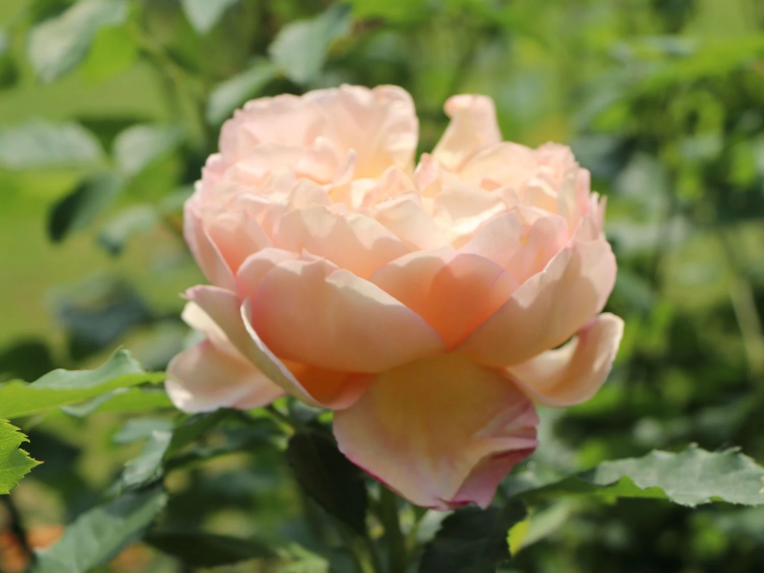 Englische Rose 'Lady Of Shalott' 10 Englische Rose 'Lady Of Shalott' – Bild 10