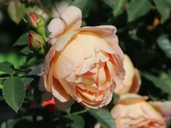 Englische Rose 'Lady Of Shalott' 25 Englische Rose 'Lady Of Shalott' -Deutschland Garten Funk Verkaufs-Shop englische rose lady of shalott m059554 w 2