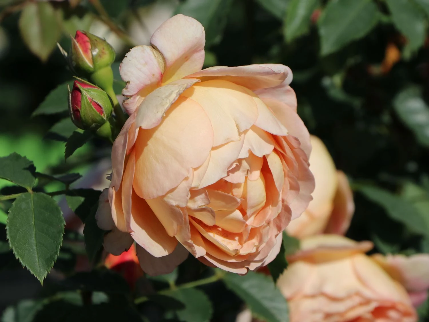 Englische Rose 'Lady Of Shalott' 6 Englische Rose 'Lady Of Shalott' – Bild 6