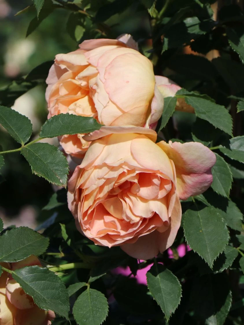 Englische Rose 'Lady Of Shalott' 8 Englische Rose 'Lady Of Shalott' – Bild 8