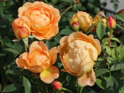 Englische Rose 'Lady Of Shalott' 23 Englische Rose 'Lady Of Shalott' -Deutschland Garten Funk Verkaufs-Shop englische rose lady of shalott m059554 w 4
