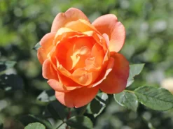 Englische Rose 'Lady Of Shalott' 26 Englische Rose 'Lady Of Shalott' -Deutschland Garten Funk Verkaufs-Shop englische rose lady of shalott m059554 w 5