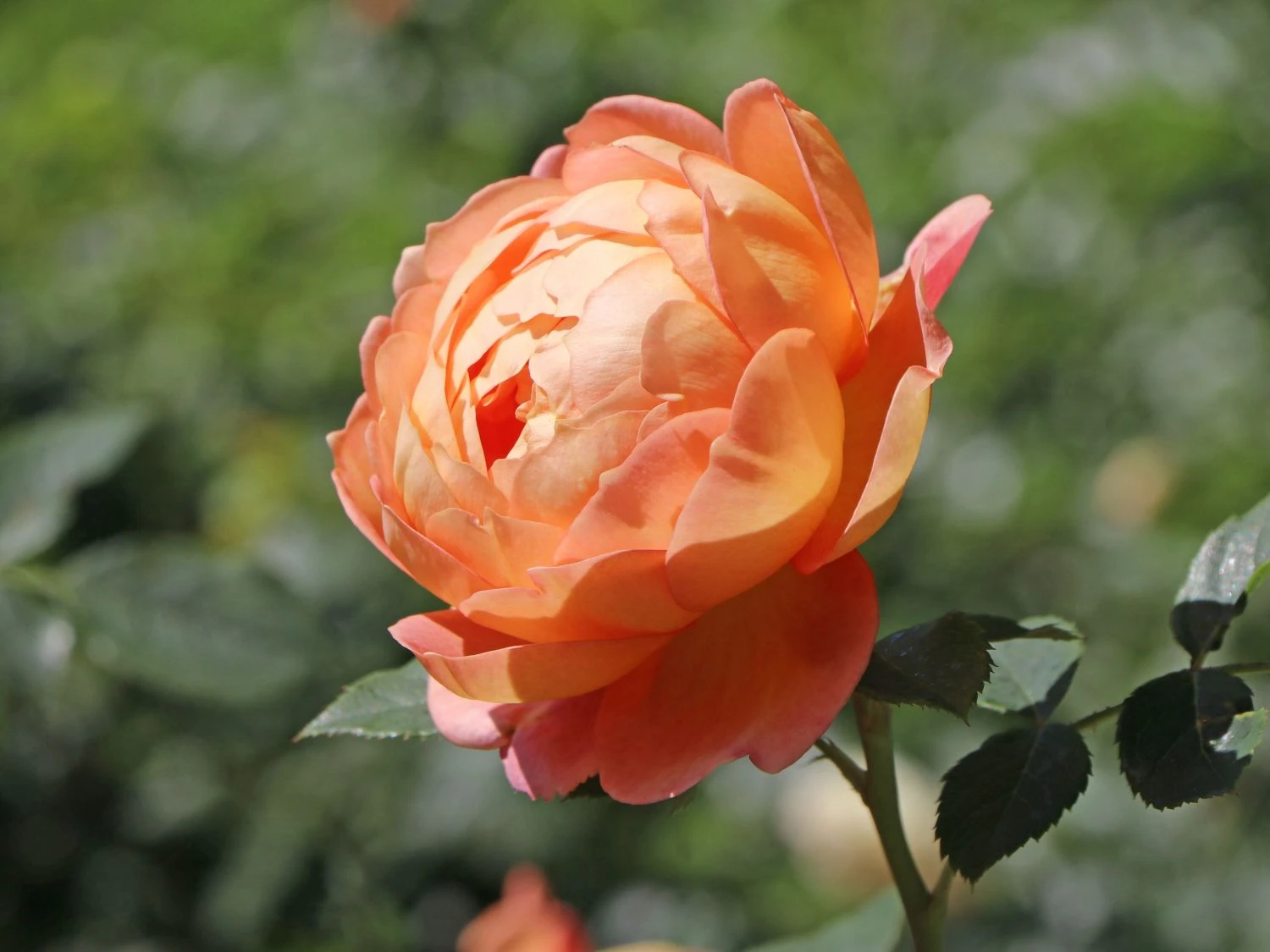 Englische Rose 'Lady Of Shalott' 2 Englische Rose 'Lady Of Shalott' – Bild 2
