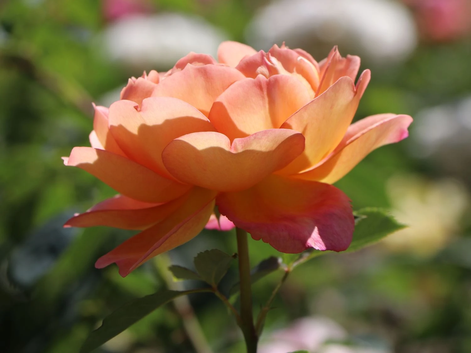 Englische Rose 'Lady Of Shalott' 11 Englische Rose 'Lady Of Shalott' – Bild 11