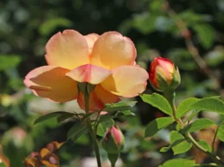 Englische Rose 'Lady Of Shalott' 32 Englische Rose 'Lady Of Shalott' -Deutschland Garten Funk Verkaufs-Shop englische rose lady of shalott m059554 w 8
