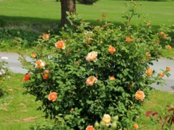 Englische Rose 'Lady Of Shalott' 22 Englische Rose 'Lady Of Shalott' -Deutschland Garten Funk Verkaufs-Shop englische rose lady of shalott m059554 w 9