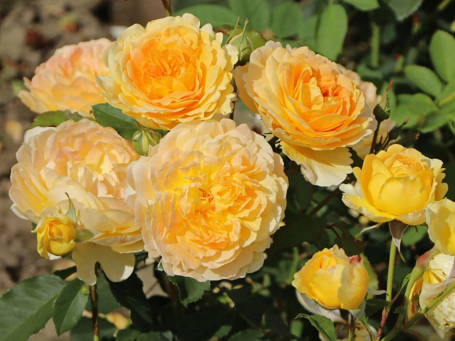 Englische Rose 'Molineux' ® 1 Englische Rose 'Molineux' ®