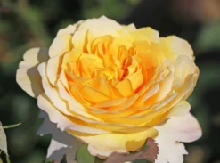 Englische Rose 'Molineux' ® 14 Englische Rose 'Molineux' ® -Deutschland Garten Funk Verkaufs-Shop englische rose molineux m002658 w 1