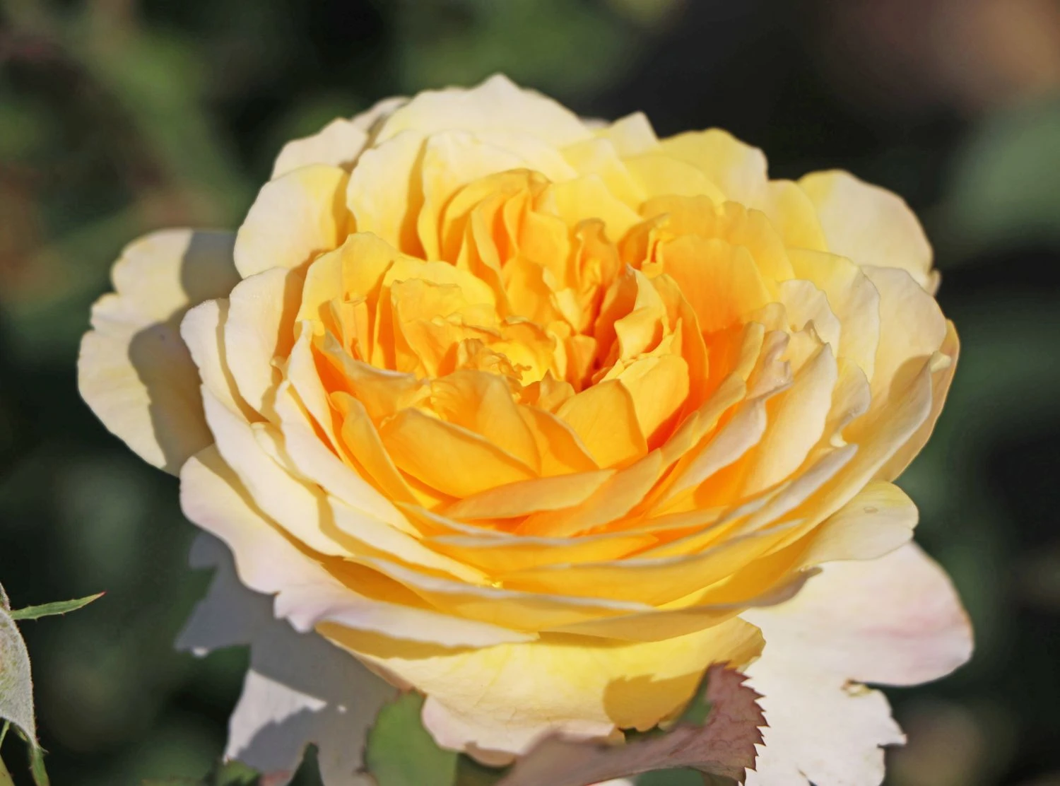 Englische Rose 'Molineux' ® 4 Englische Rose 'Molineux' ® – Bild 4