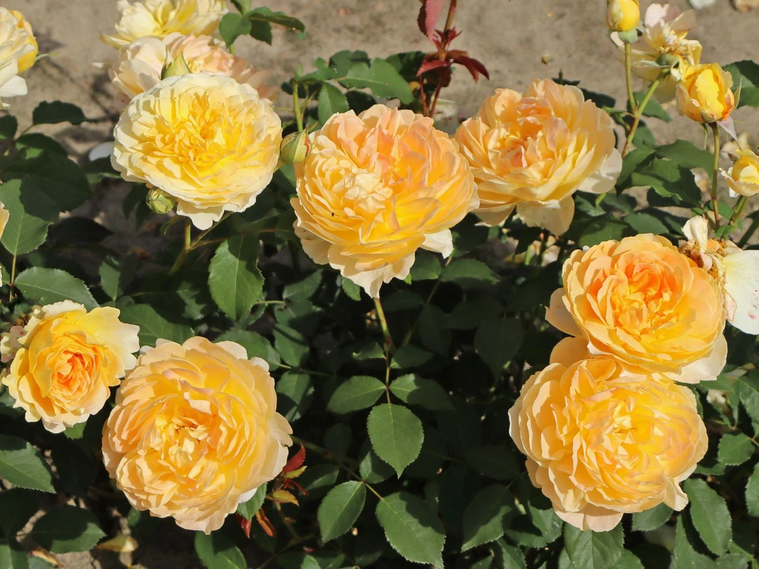 Englische Rose 'Molineux' ® 3 Englische Rose 'Molineux' ® – Bild 3