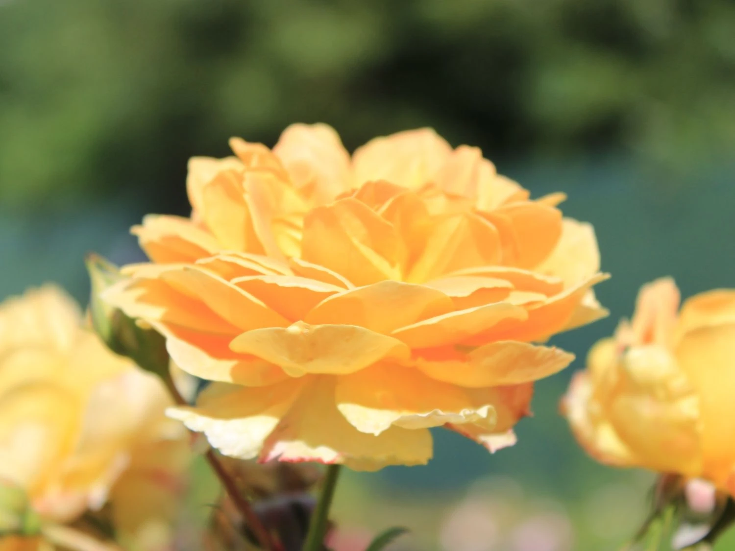 Englische Rose 'Molineux' ® 8 Englische Rose 'Molineux' ® – Bild 8