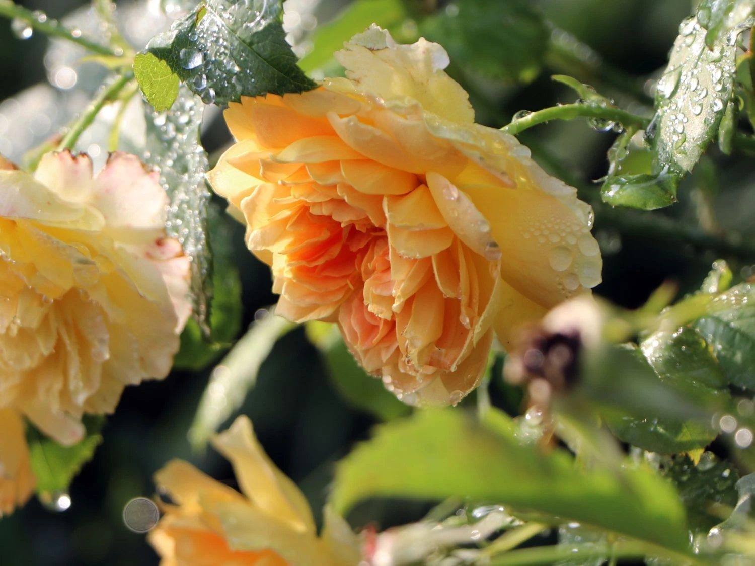 Englische Rose 'Molineux' ® 11 Englische Rose 'Molineux' ® – Bild 11