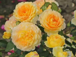 Englische Rose 'Molineux' ® 15 Englische Rose 'Molineux' ® -Deutschland Garten Funk Verkaufs-Shop englische rose molineux m002658 w 6