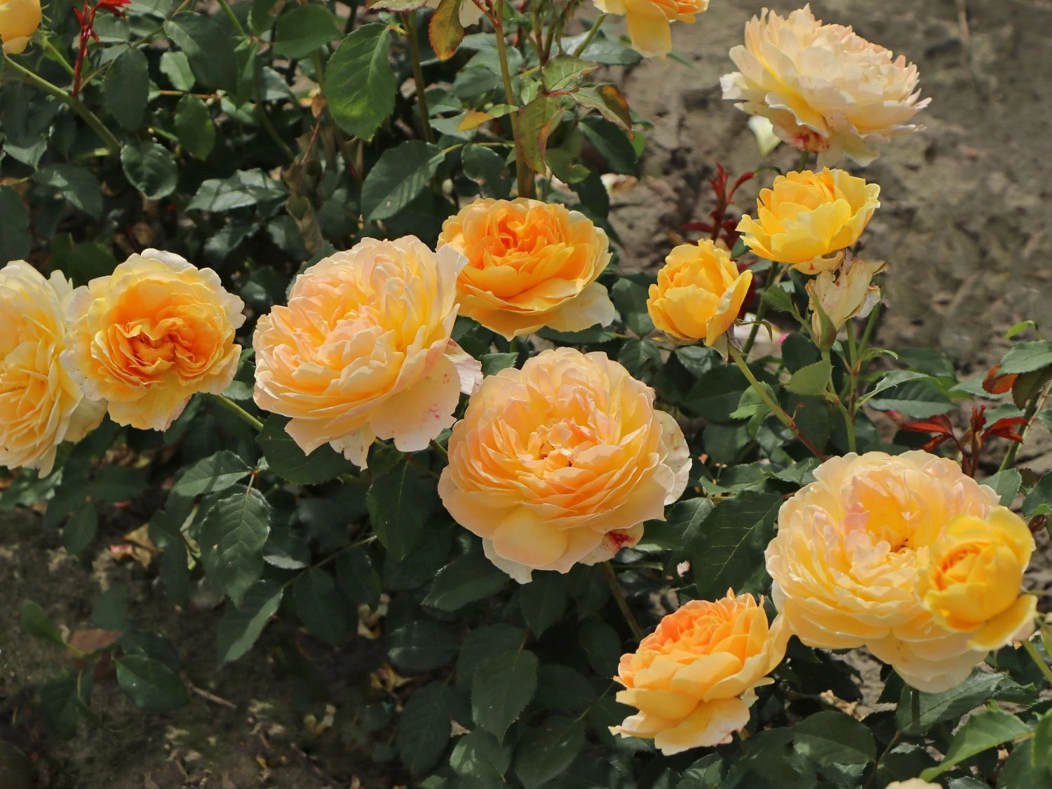 Englische Rose 'Molineux' ® 7 Englische Rose 'Molineux' ® – Bild 7