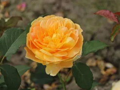 Englische Rose 'Molineux' ® 20 Englische Rose 'Molineux' ® -Deutschland Garten Funk Verkaufs-Shop englische rose molineux m002658 w 9