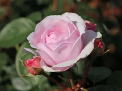 Englische Rose 'Olivia Rose Austin'
