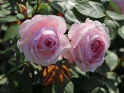 Englische Rose 'Olivia Rose Austin' 14 Englische Rose 'Olivia Rose Austin' -Deutschland Garten Funk Verkaufs-Shop englische rose olivia rose austin m122324 w 0