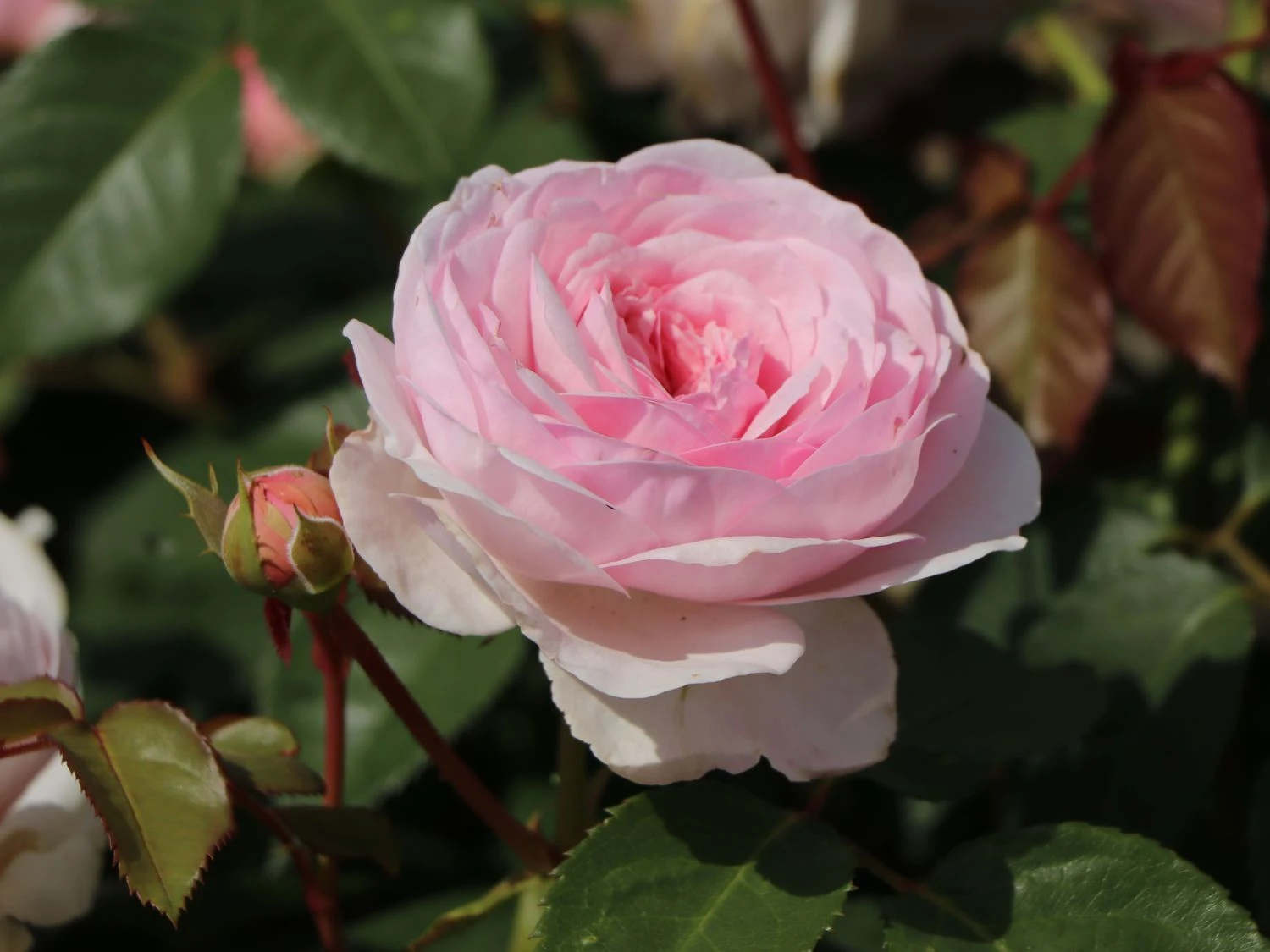 Englische Rose 'Olivia Rose Austin' 3 Englische Rose 'Olivia Rose Austin' – Bild 3