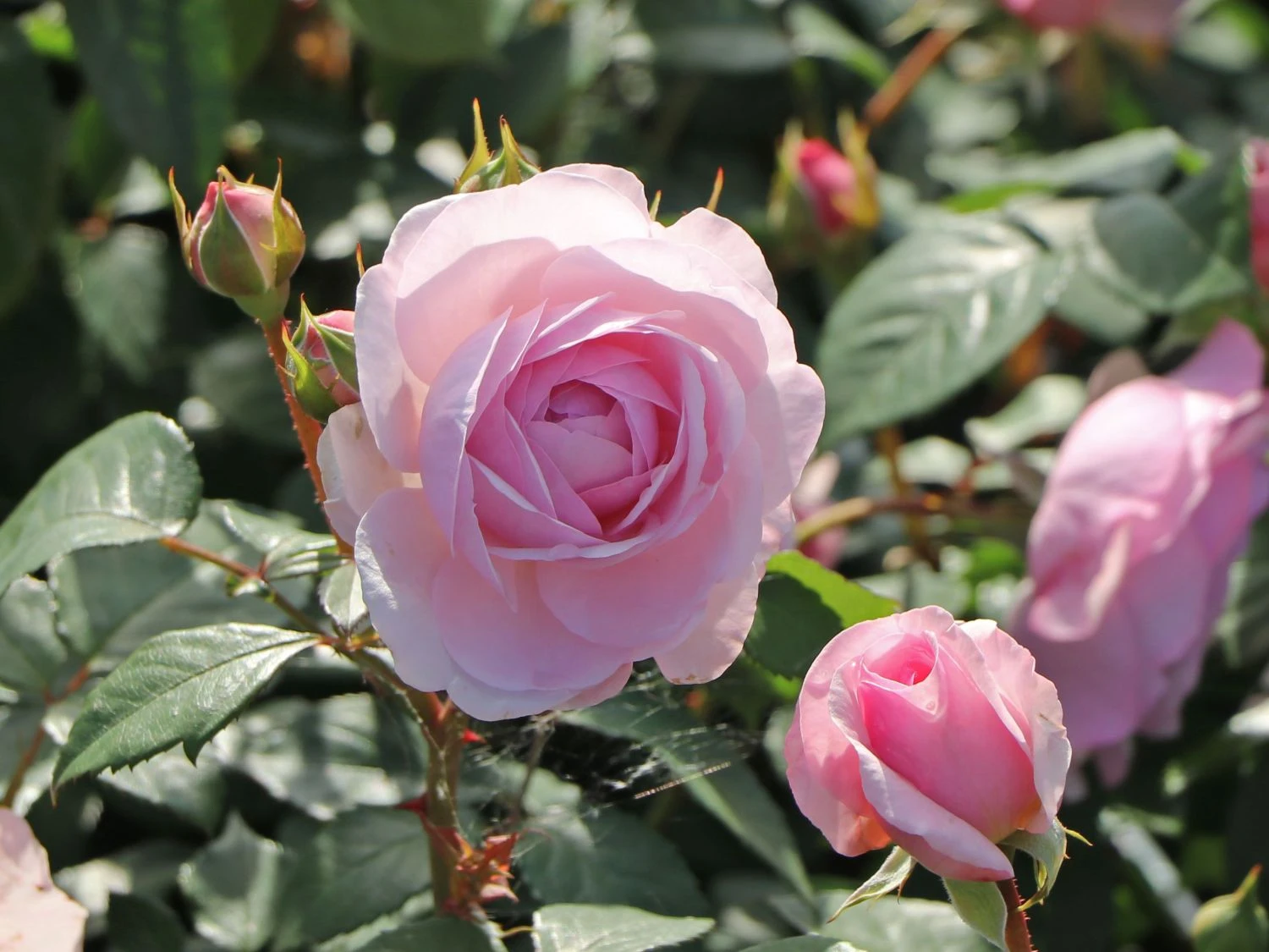 Englische Rose 'Olivia Rose Austin' 7 Englische Rose 'Olivia Rose Austin' – Bild 7