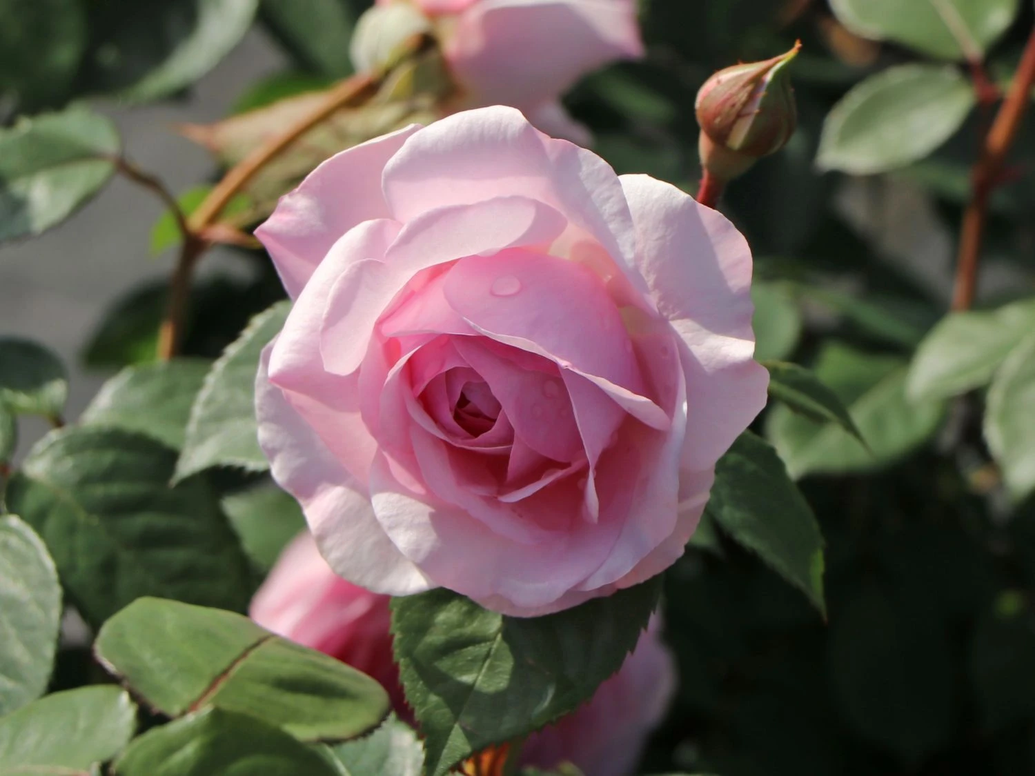 Englische Rose 'Olivia Rose Austin' 8 Englische Rose 'Olivia Rose Austin' – Bild 8