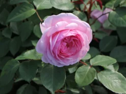 Englische Rose 'Olivia Rose Austin' 15 Englische Rose 'Olivia Rose Austin' -Deutschland Garten Funk Verkaufs-Shop englische rose olivia rose austin m122324 w 4