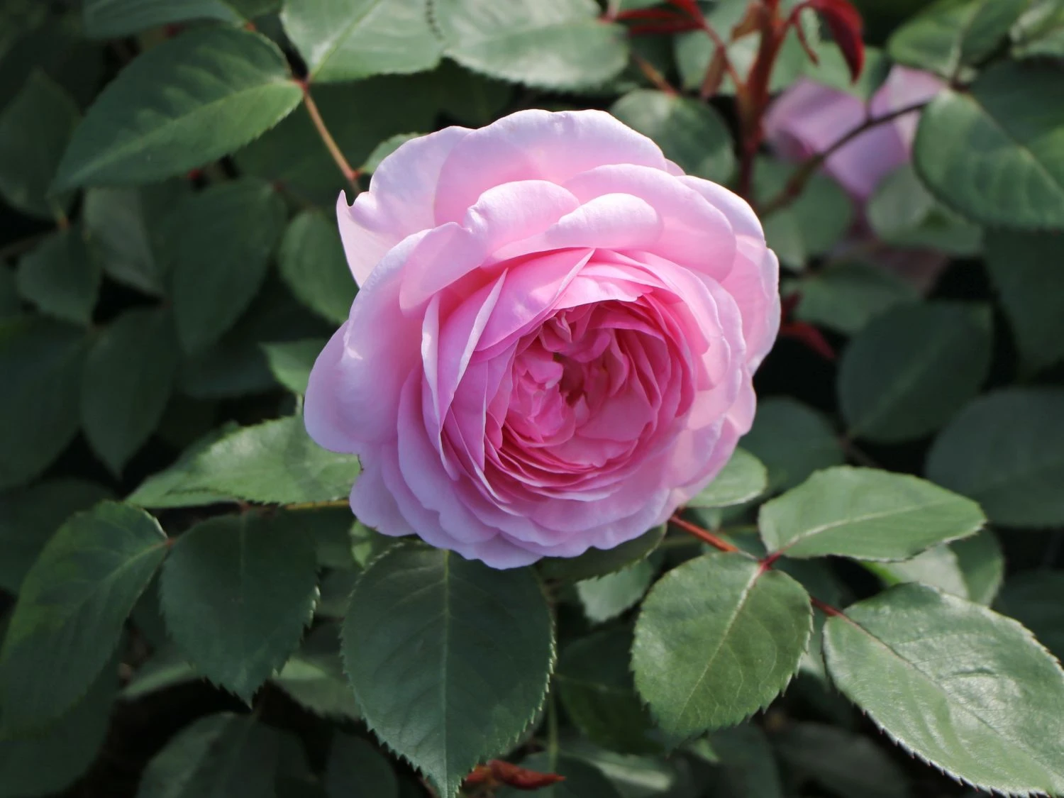 Englische Rose 'Olivia Rose Austin' 6 Englische Rose 'Olivia Rose Austin' – Bild 6