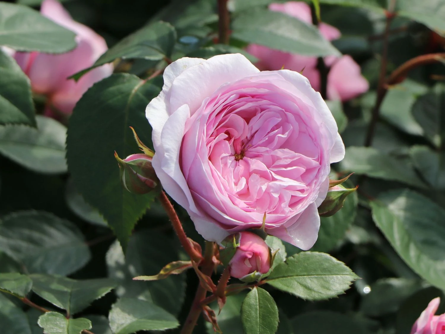 Englische Rose 'Olivia Rose Austin' 2 Englische Rose 'Olivia Rose Austin' – Bild 2