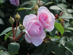 Englische Rose 'Olivia Rose Austin' 19 Englische Rose 'Olivia Rose Austin' -Deutschland Garten Funk Verkaufs-Shop englische rose olivia rose austin m122324 w 6