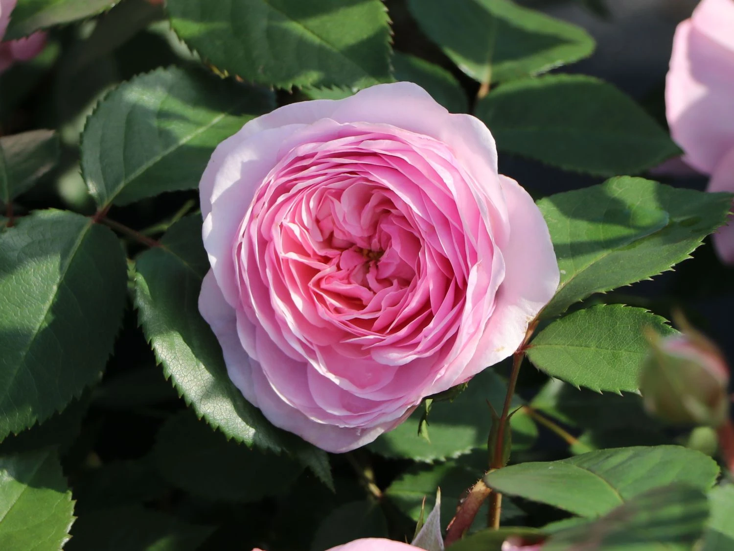 Englische Rose 'Olivia Rose Austin' 4 Englische Rose 'Olivia Rose Austin' – Bild 4