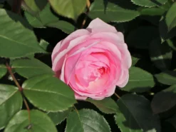Englische Rose 'Olivia Rose Austin' 18 Englische Rose 'Olivia Rose Austin' -Deutschland Garten Funk Verkaufs-Shop englische rose olivia rose austin m122324 w 8