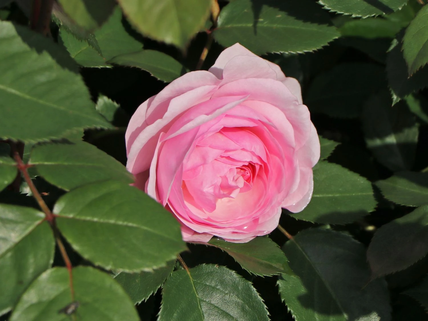 Englische Rose 'Olivia Rose Austin' 9 Englische Rose 'Olivia Rose Austin' – Bild 9