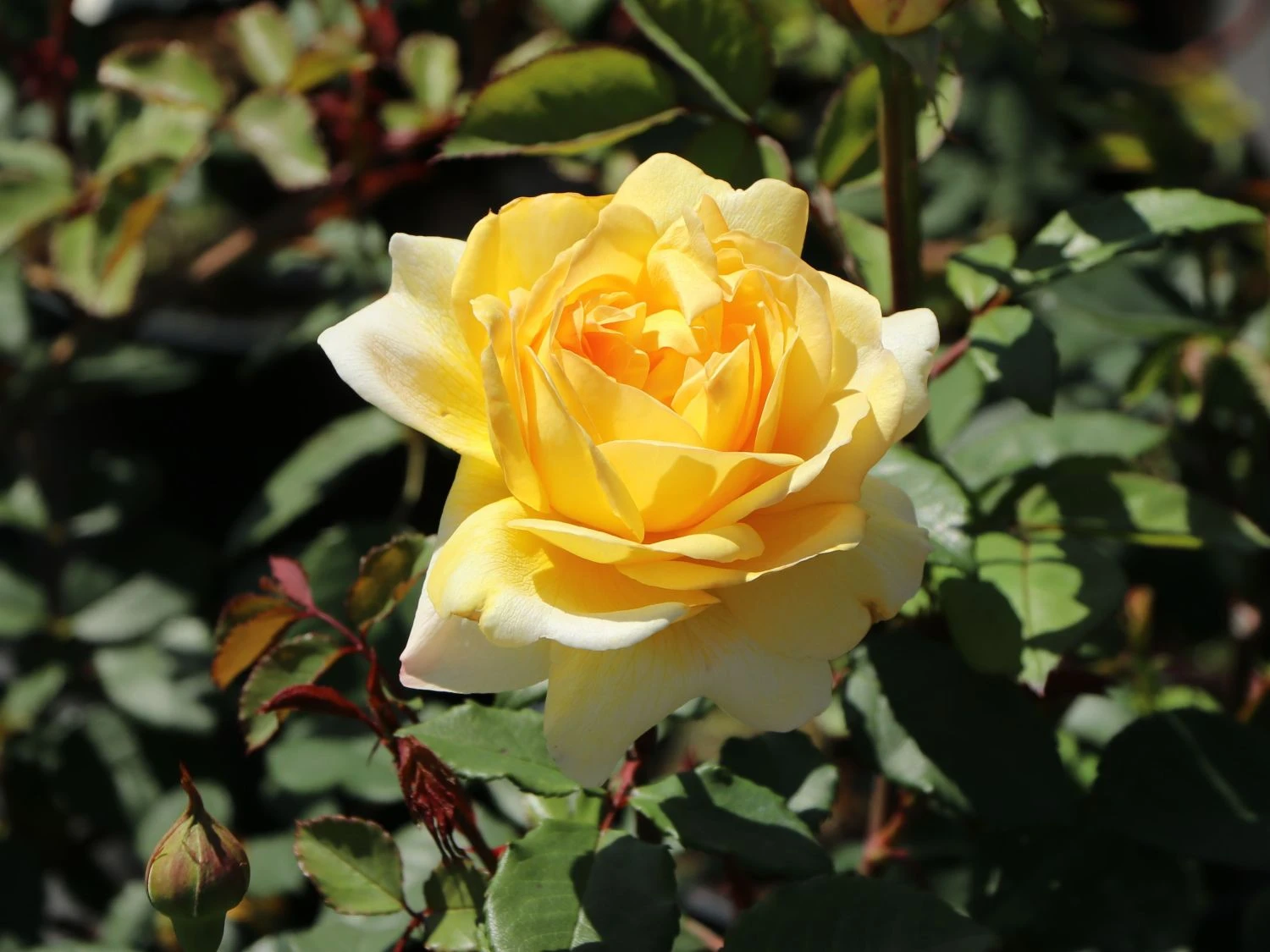 Englische Rose 'The Poet's Wife' 1 Englische Rose 'The Poet's Wife'