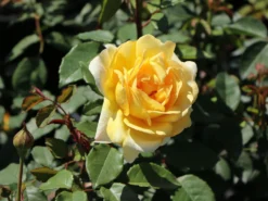 Englische Rose 'The Poet's Wife' 5 Englische Rose 'The Poet's Wife' -Deutschland Garten Funk Verkaufs-Shop englische rose the poets wife m122433 w 0